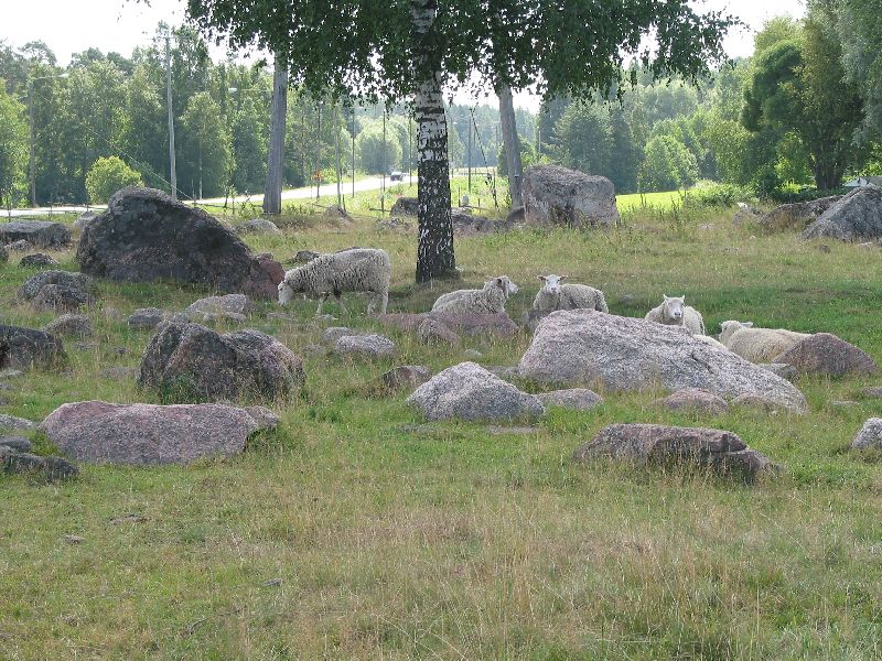 Kuva: Luistarin kalmistoaluetta hoidetaan laiduntamalla Leena Koivisto 7/2003