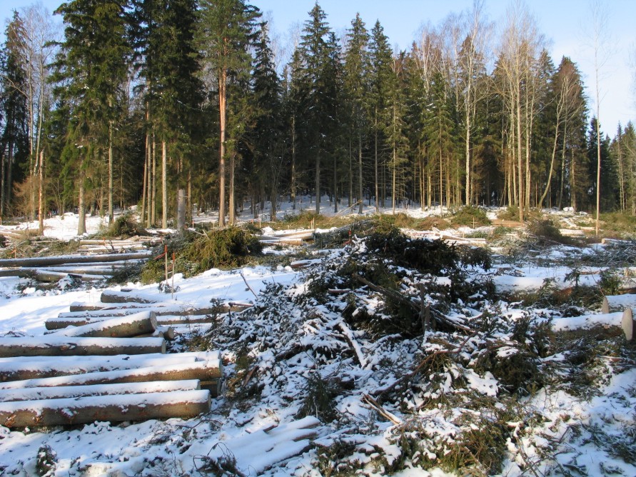 Kuva: Gamsskogin röykkiöaluetta hakkuun aikana. Kaisa Lehtonen 22.2.2005
