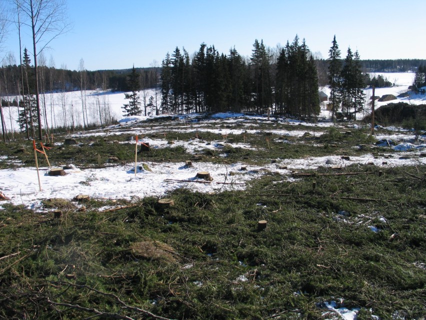 Kuva: Gamsskogin röykkiöalue hakkuiden jälkeen. Röykkiöt merkitty oranssipäisin puupaaluin. Kaisa Lehtonen 9.3.2005