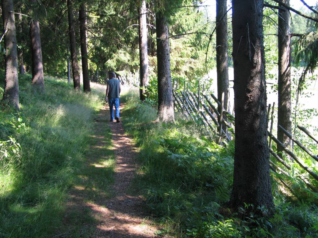 Kuva: Työnjohtaja Voitto Nikulin kävelemässä Brobackan poluilla. Kaisa Lehtonen 21.6.2005
