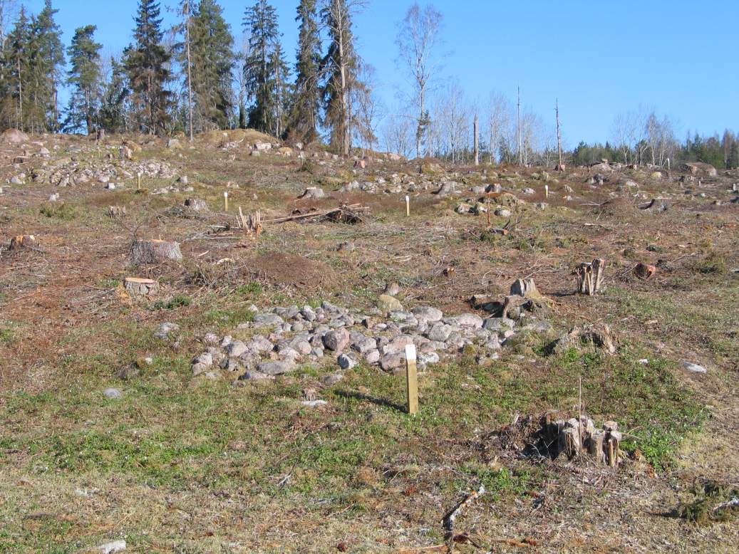 Kuva: Gamsskogin röykkiöaluetta hakkuutähteiden siistimisen jälkeen. Kaisa Lehtonen 9.5.2005