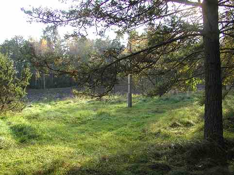 Kuva: Ristinpelto koillisesta. Kohdetta ei ole kuluvana kesänä hoidettu lainkaan. Teija Tiitinen 13.10.2005