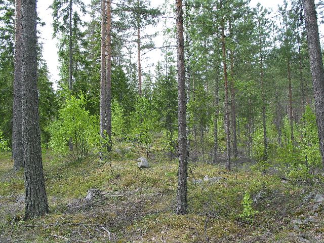 Kuva: Hiidenmäen röykkiöalue ennen hoitoa Leena Koivisto 4/2004