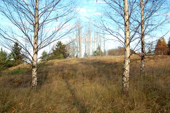 Kuva: Muikunvuoren muinaisjäännösalueen keskiosaa, jossa sijaitsee rautakautinen asuinpaikka. Kuva otettu syksyllä kesän 2005 jälkeen, jolloin aluetta ei hoidettu. Teija Tiitinen 25.10.2005