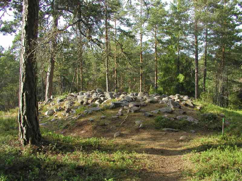 Kuva: Röykkiöalue versojen poiston jälkeen. Satu Mikkonen-Hirvonen 7/2005