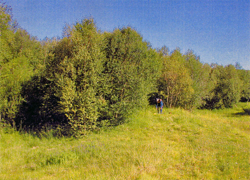 Kuva: Hoito käynnissä elikuussa 2007 Pia Juntunen / Lapin ympäristökeskus 