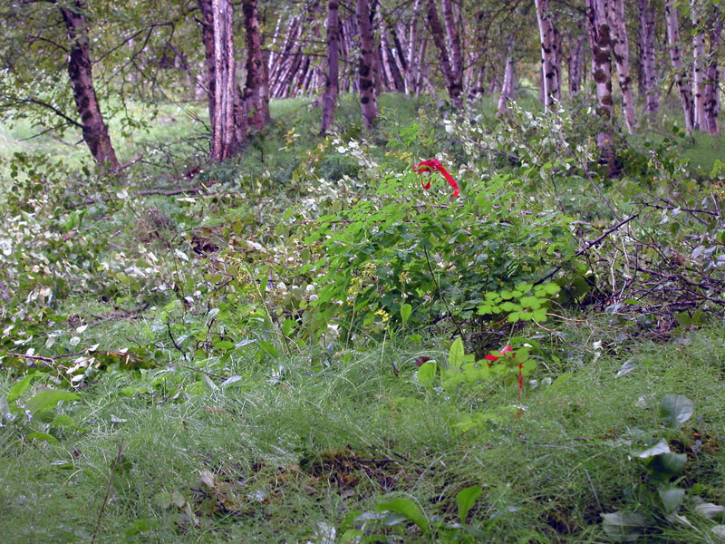 Alueelta läytyi 2007 keminhoikkaängelma, joka on rauhoitettu kasvi. Se on merkitty punaisella nauhalla eikä siihen saa koskea! Pia Juntunen/Lapin ympäristökeskus 