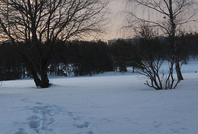Kuva: Komosten kummut tammikuisena aamuna auringon noustessa. Kuvattu Virnamäestä- Teija Tiitinen 1.2.2011