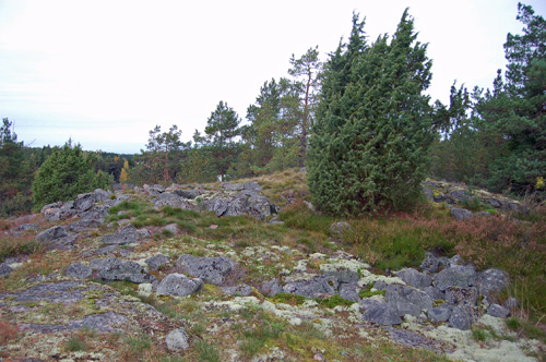 Kuva: Röykkiö syksyllä 2009 hoitoperiodin jälkeen. Kuvattu idästä. Teija Tiitinen 25.9.2009