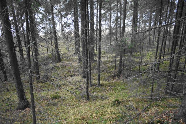 Kuva: Rapionniemi C. Raudanvalmistuspaikka erottuu maastossa selkeinä kuoppina
ja kuonakasoina. Koillisesta. Katja Vuoristo 2008