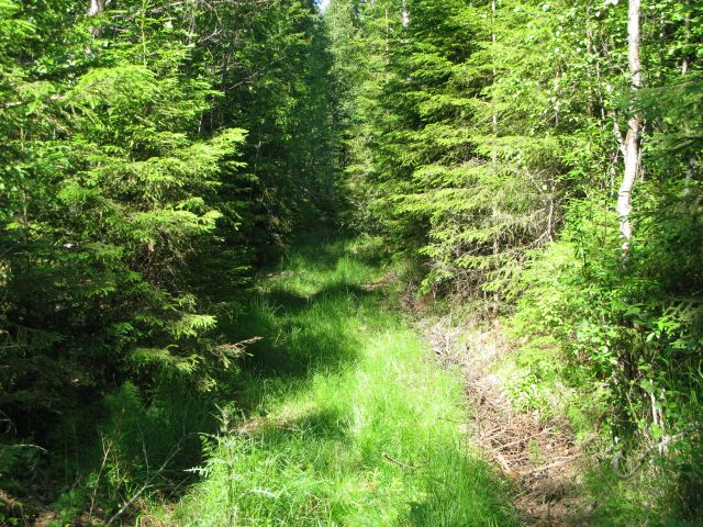 Kuva: Nikkarinloukon vanha tie Potkan sarassa metsässä. Kuva kohdalta p=6986978, i=3236417. Idästä. Sirkka-Liisa Seppälä 25.6.2009