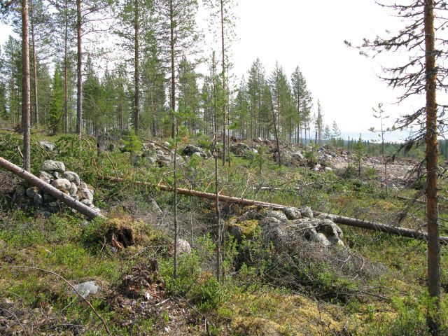 Kuva: Ehjänä säilyneitä kivilatomuksia kohti kaakkoa. Kaarlo Katiskoski 13.7.2009