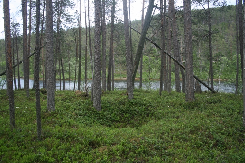 Ravadasjärvi pohjoinen pohjoinen. Metsähallitus. CC BY 4.0 Sami Viljamaa 2013